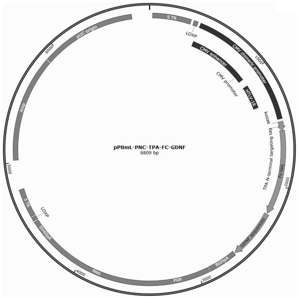 Method for expressing recombinant neurotrophic factor fusion protein, recombinant neurotrophic factor fusion protein and application of recombinant neurotrophic factor fusion protein