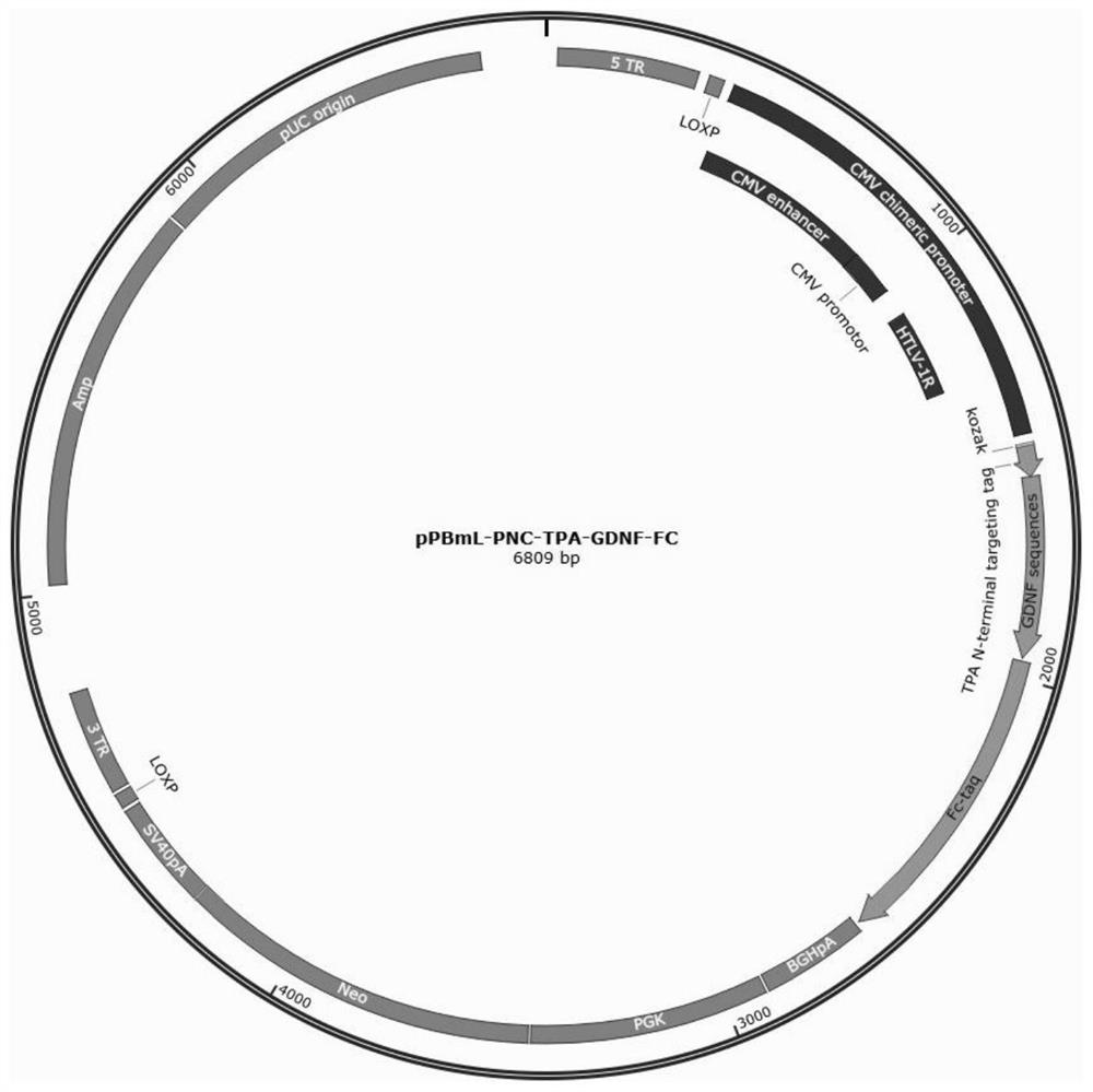 Method for expressing recombinant neurotrophic factor fusion protein, recombinant neurotrophic factor fusion protein and application of recombinant neurotrophic factor fusion protein