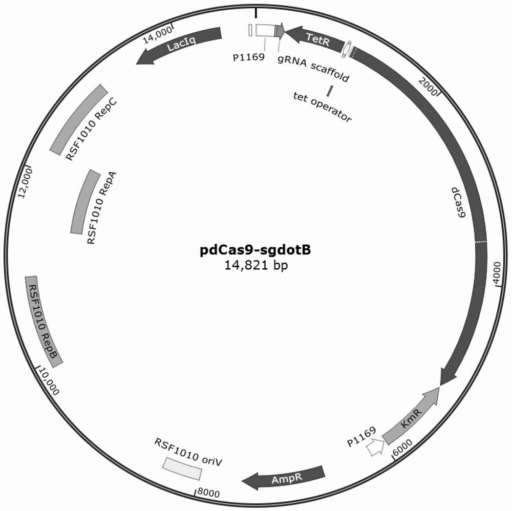 DNA (deoxyribonucleic acid) molecule for constructing coxiella burnetii inducible CRISPRi (clustered regularly interspaced short palindromic repeats i) system and application