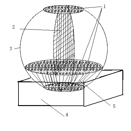 Balance and osmosis demonstrator