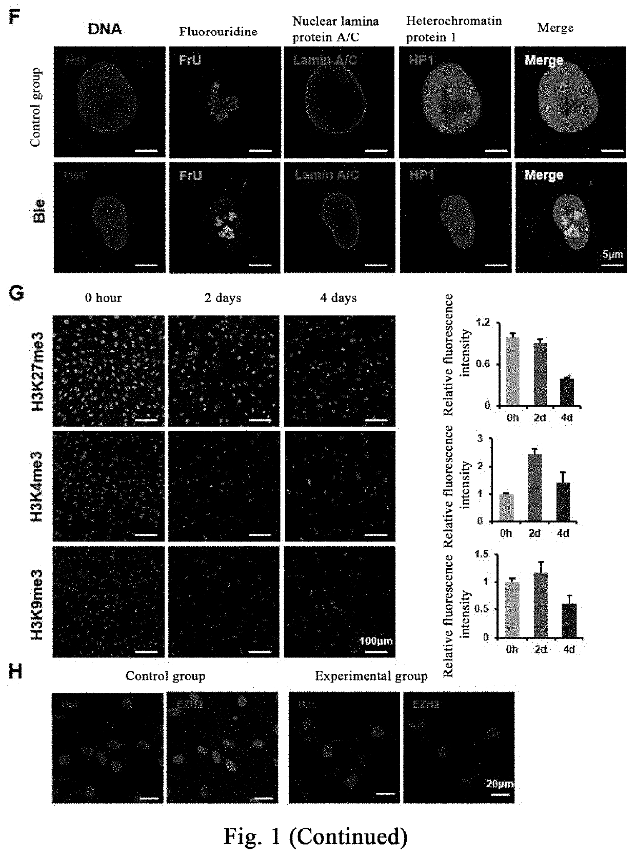 Method for destroying cellular mechanical homeostasis and promoting regeneration and repair of tissues and organs, and use thereof