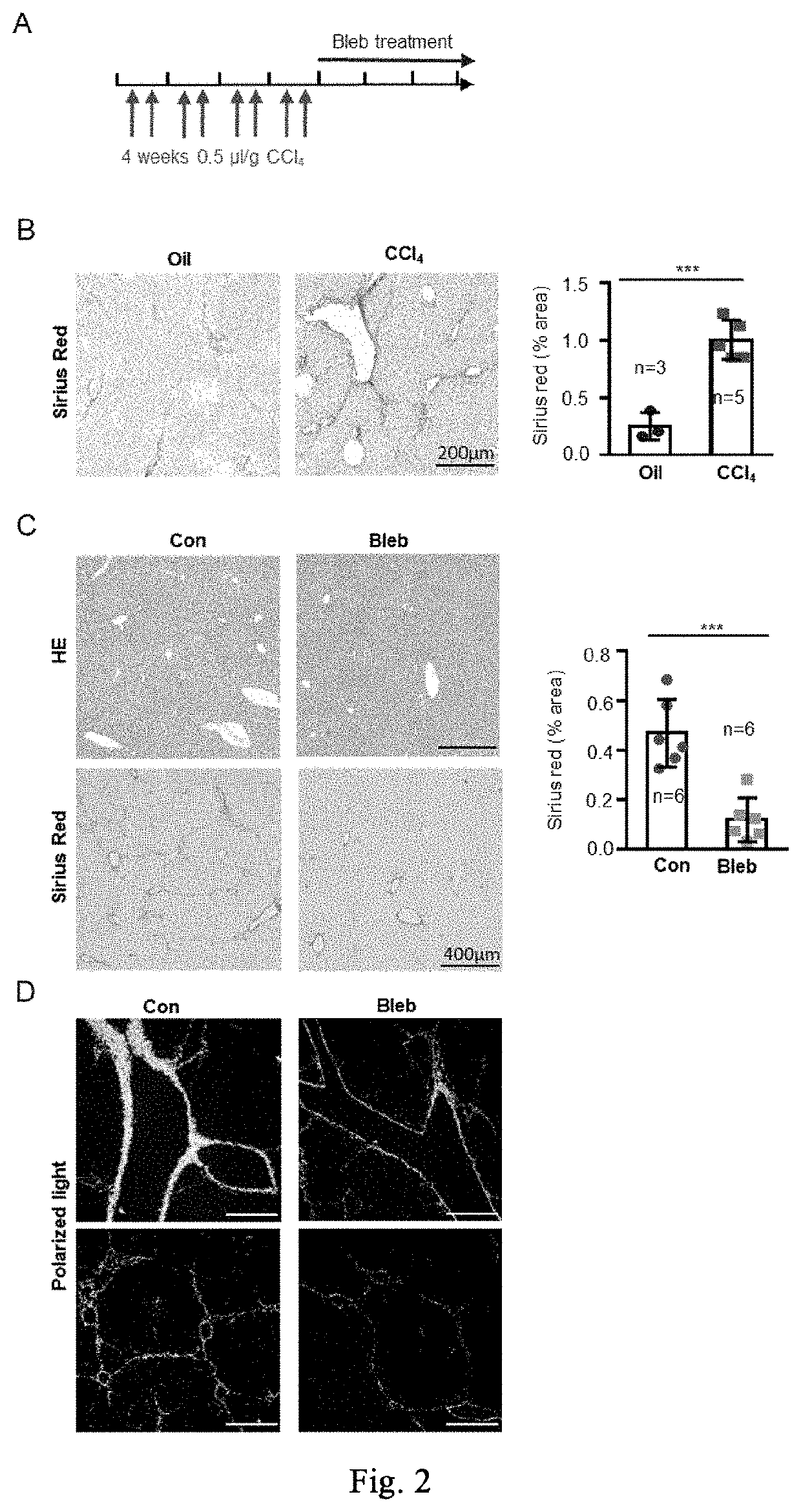 Method for destroying cellular mechanical homeostasis and promoting regeneration and repair of tissues and organs, and use thereof