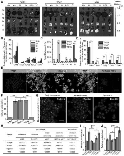 Polypeptide, and synthesis method and application thereof