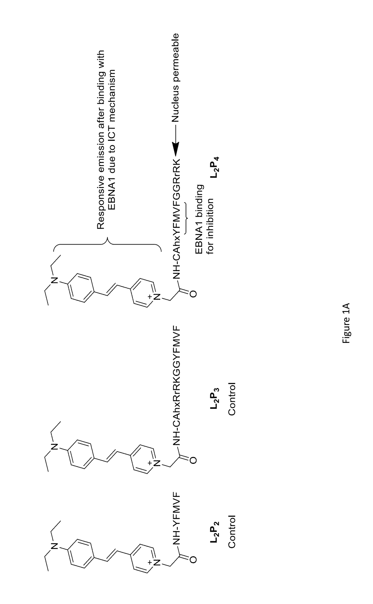 Therapeutic inhibitor for EBV-associated tumor with tailor responsive optical imaging