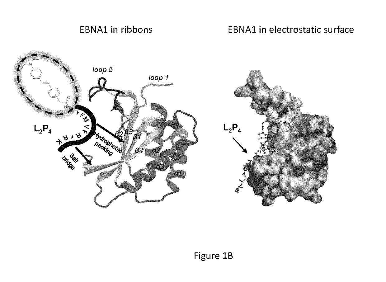 Therapeutic inhibitor for EBV-associated tumor with tailor responsive optical imaging