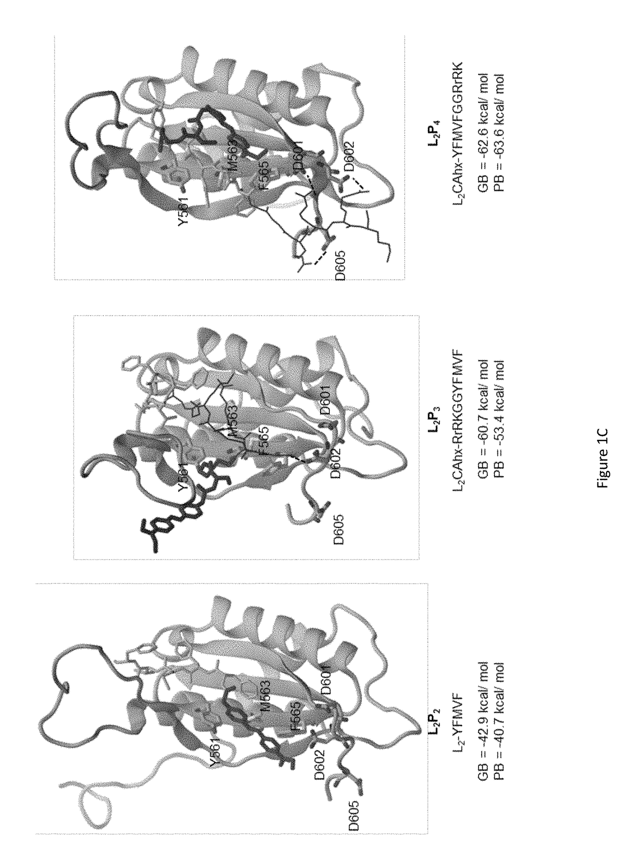 Therapeutic inhibitor for EBV-associated tumor with tailor responsive optical imaging