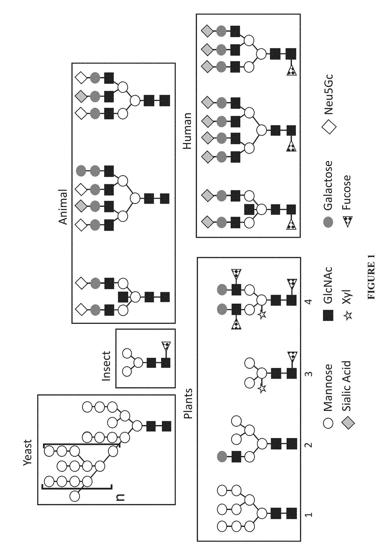 Expression of modified glycoproteins and glycopeptides