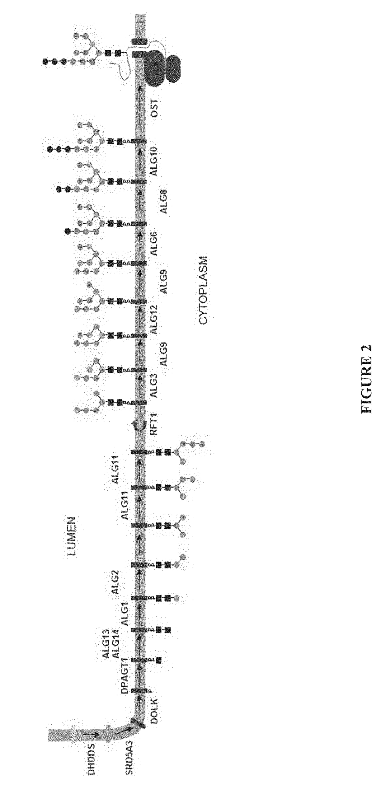 Expression of modified glycoproteins and glycopeptides