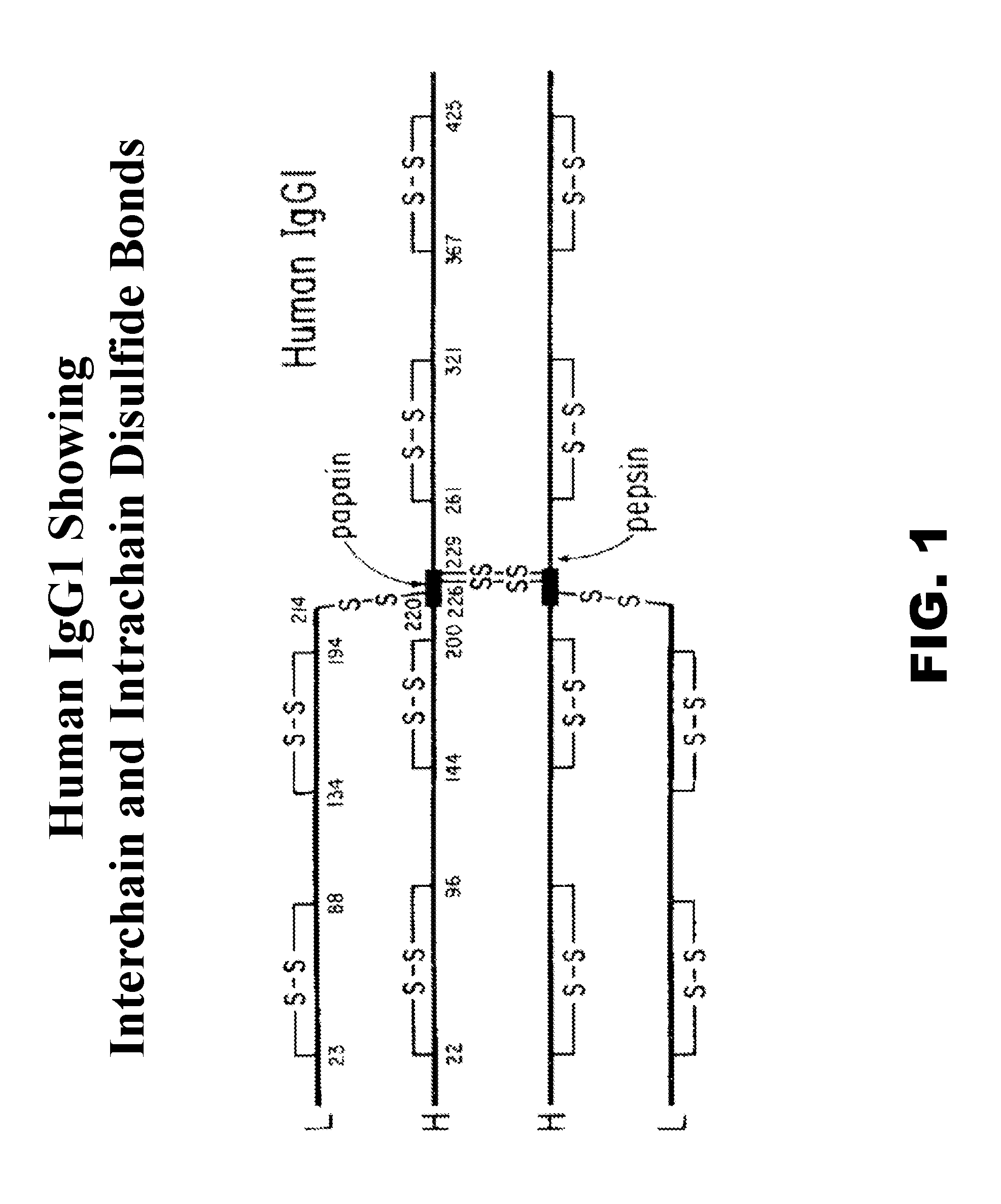 Site-specific antibody conjugation methods and compositions