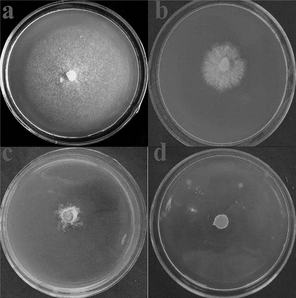 Purpureocillium lilacinum with high pathogenicity to oilseed rape sclerotinia sclerotiorum and application thereof