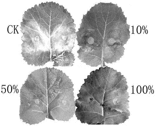 Purpureocillium lilacinum with high pathogenicity to oilseed rape sclerotinia sclerotiorum and application thereof