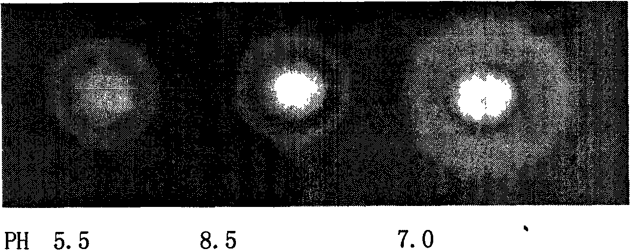 Bacterial strain LT3 producing alkalescence cellulase and breeding method and initial optimization of cellulase production conditions thereof