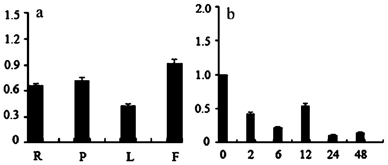 CgWRKY11 gene of cymbidium goeringii and application of CgWRKY11 gene