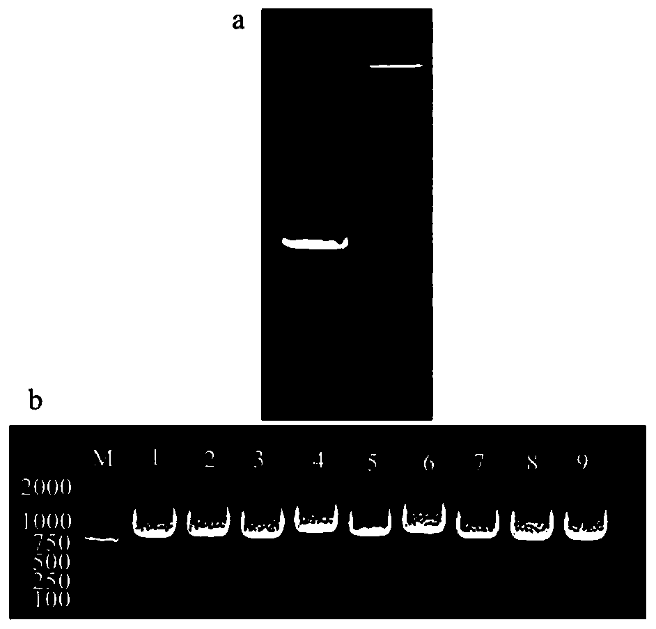 CgWRKY11 gene of cymbidium goeringii and application of CgWRKY11 gene