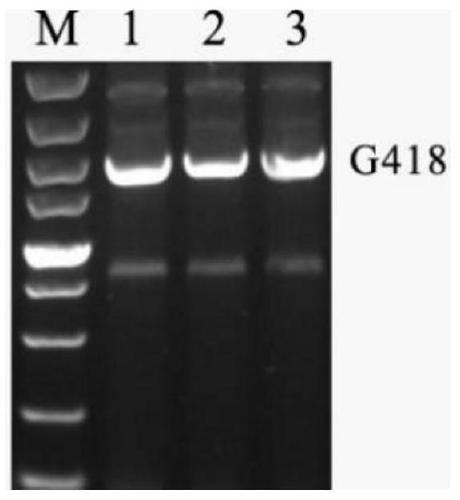 Additional CRISPR/Cas9 expression vector and construction method and application thereof