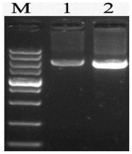 Additional CRISPR/Cas9 expression vector and construction method and application thereof