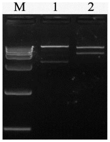 Additional CRISPR/Cas9 expression vector and construction method and application thereof