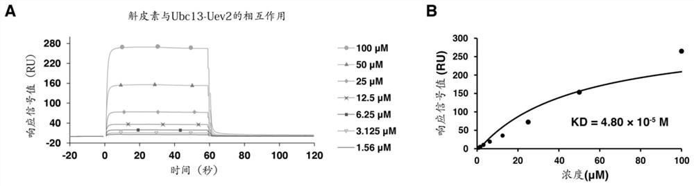 Application of Natural Small Molecular Compounds in Inhibiting Ubiquitin Chain Synthesis