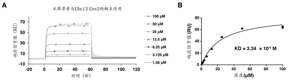 Application of Natural Small Molecular Compounds in Inhibiting Ubiquitin Chain Synthesis