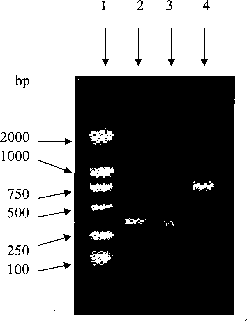 Single chain antibody-lidamycin fusion protein ER (Fv-LDP) targeting EGFR