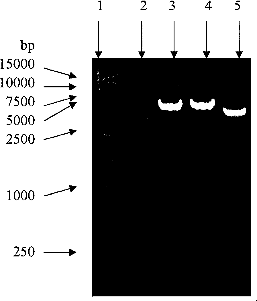 Single chain antibody-lidamycin fusion protein ER (Fv-LDP) targeting EGFR