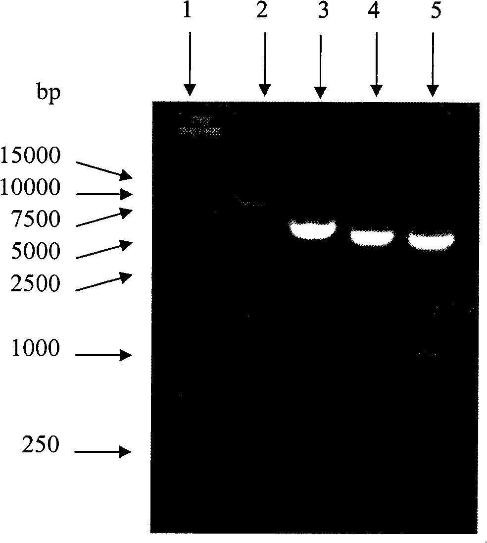 Single chain antibody-lidamycin fusion protein ER (Fv-LDP) targeting EGFR