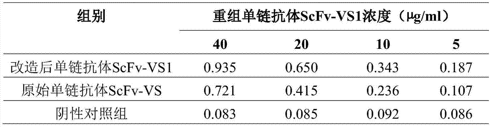 Anti-fish viral haemorrhagic septicemia virus single-chain antibody