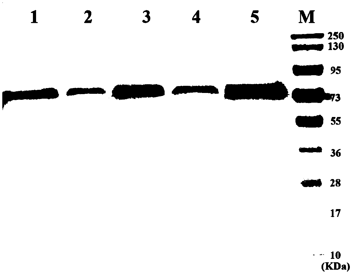 Method for screening non-integrated attenuated Listeria monocytogene strains of high-expression foreign proteins