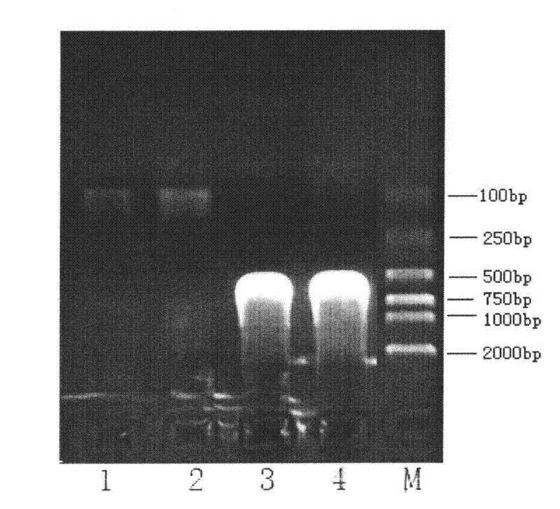 Indirect enzyme linked immunosorbent assay (ELISA) detection method for European- and American-type porcine reproductive and respiratory syndrome virus (PRRSV) antibodies