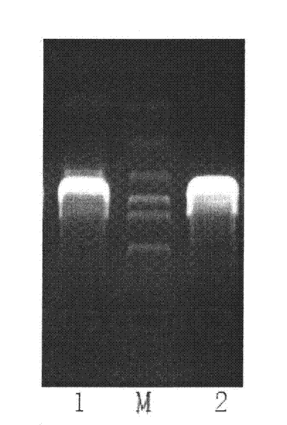 Indirect enzyme linked immunosorbent assay (ELISA) detection method for European- and American-type porcine reproductive and respiratory syndrome virus (PRRSV) antibodies