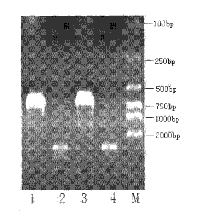 Indirect enzyme linked immunosorbent assay (ELISA) detection method for European- and American-type porcine reproductive and respiratory syndrome virus (PRRSV) antibodies