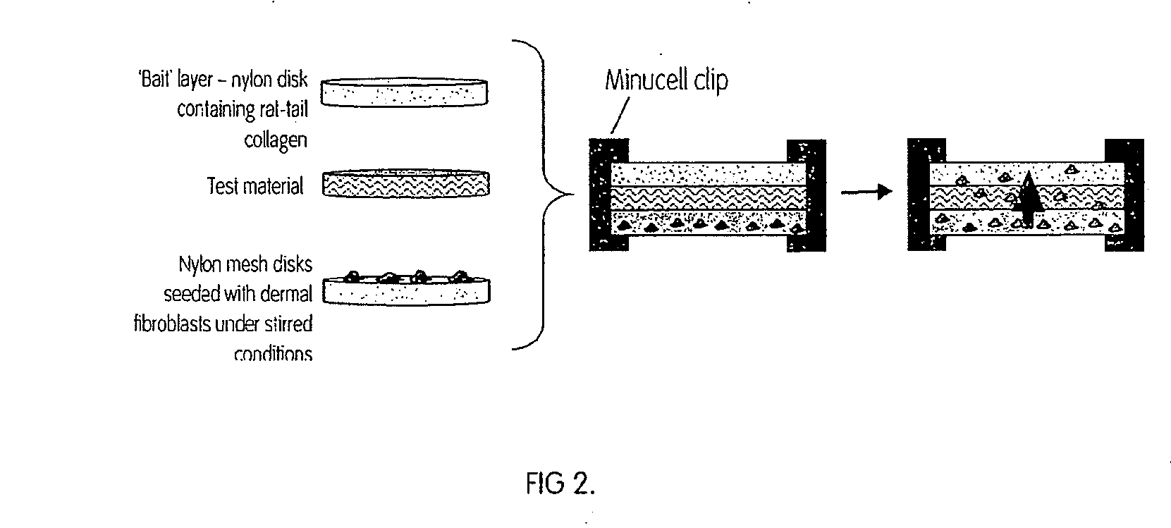 Scaffold