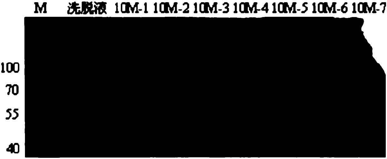 Subunit vaccine for grouper iridovirus and preparation method and application of vaccine