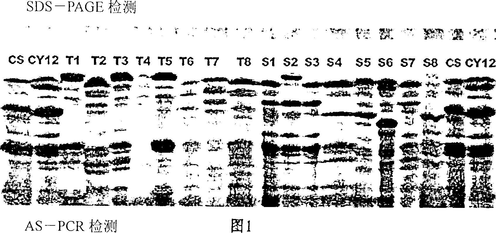 Specific augmentation primer and its method of labelling wheat macromolecular glutelin subunit