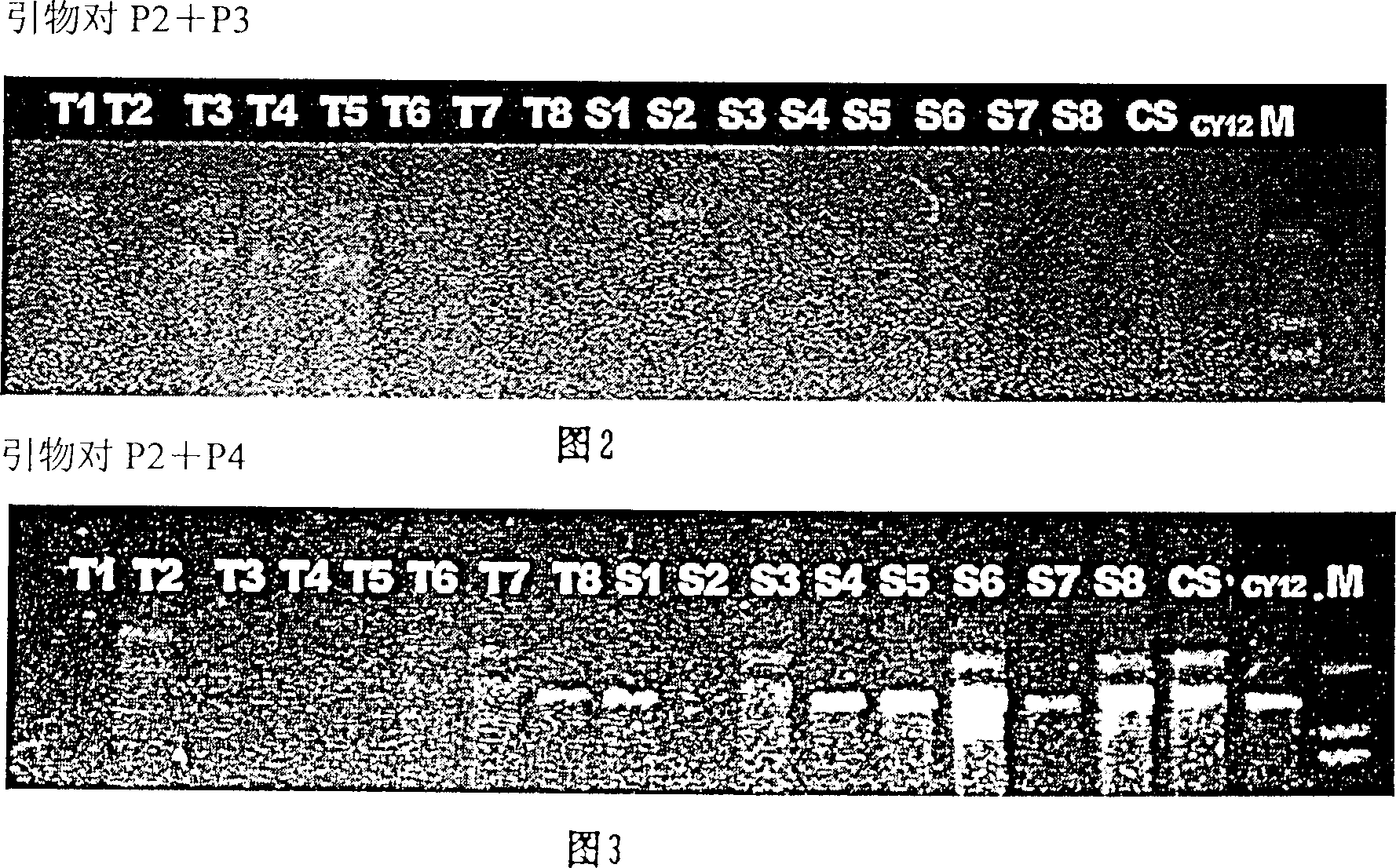 Specific augmentation primer and its method of labelling wheat macromolecular glutelin subunit