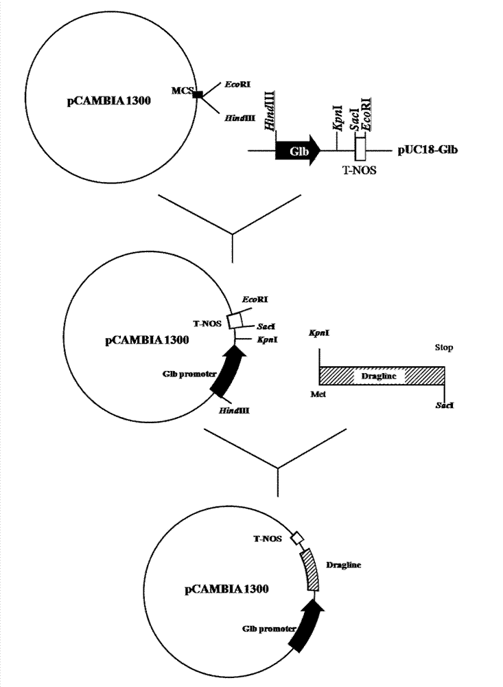 Method for improving quality of rice kernel amino acid