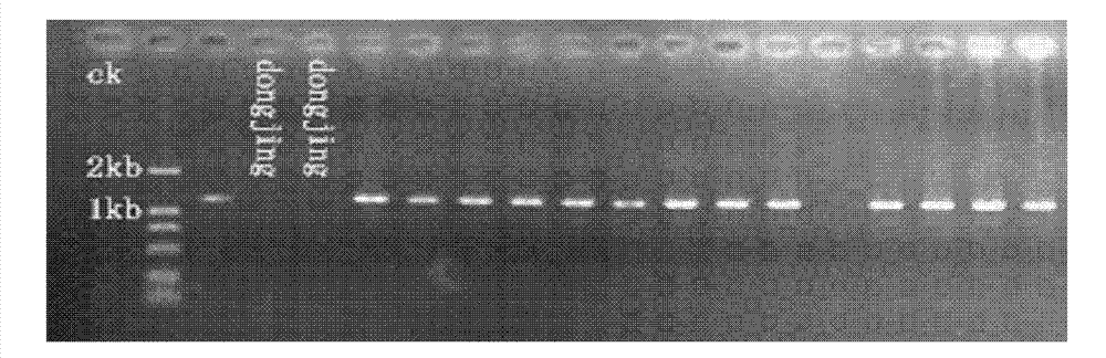 Method for improving quality of rice kernel amino acid