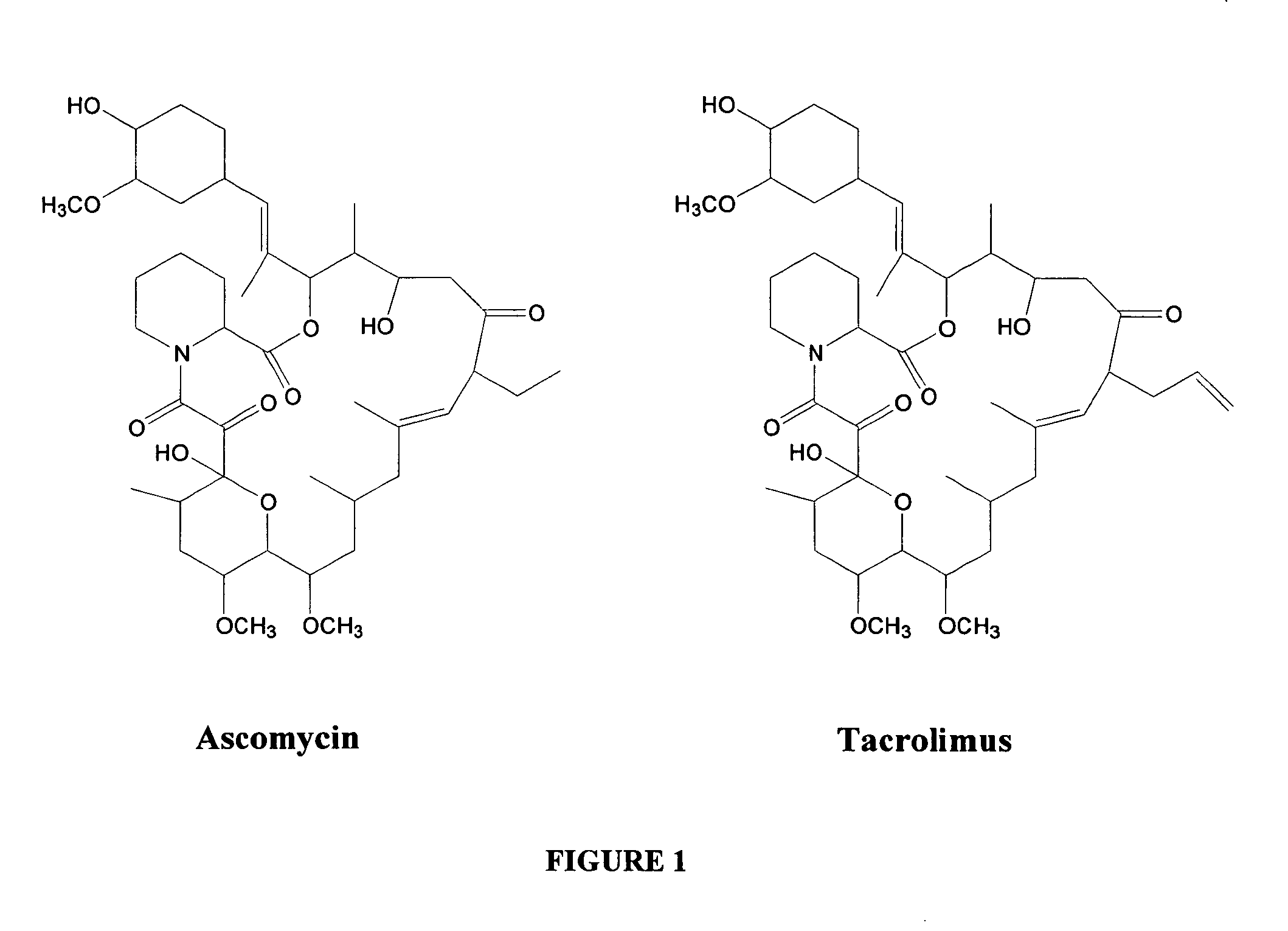 Hapten, immunogens and derivatives of ascomycin useful for preparation of antibodies and immunoassays