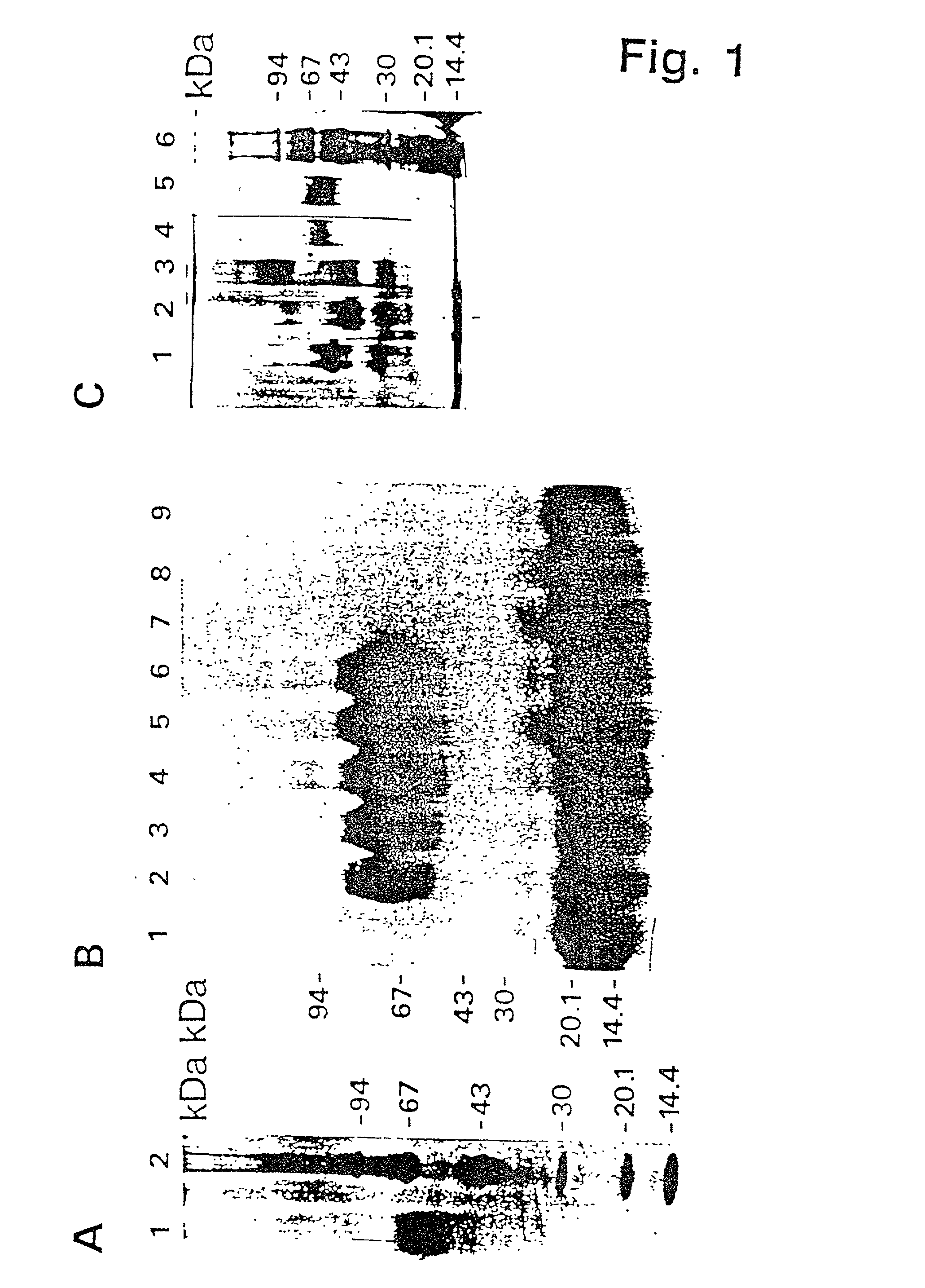 Urokinase-type plasminogen activator receptor