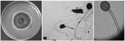 Aspergillus echinosporus strain and application thereof