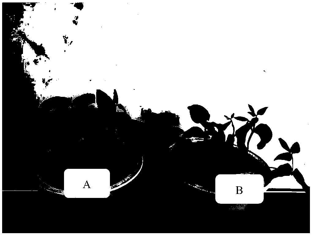 Aspergillus echinosporus strain and application thereof