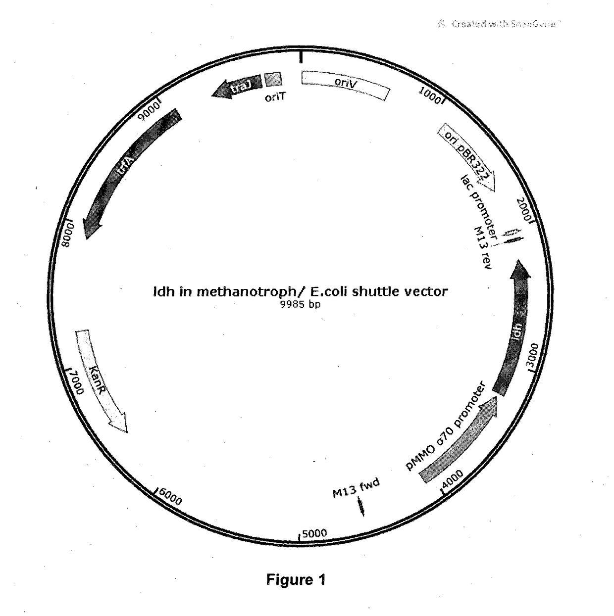 Production of lactic acid from organic waste or biogas or methane using recombinant methanotrophic bacteria