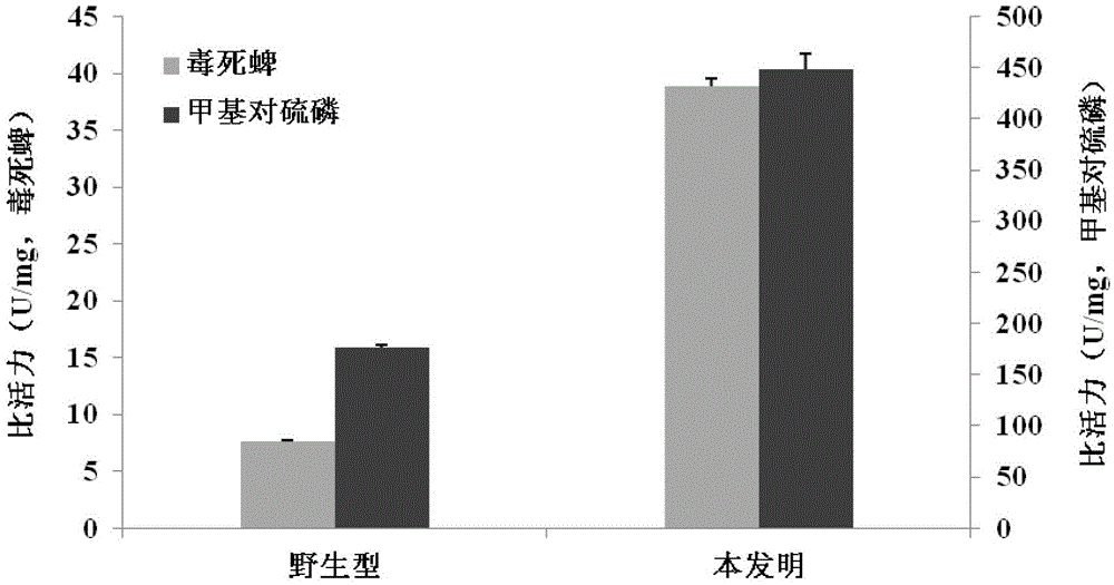 Random mutation reconstructed organophosphorus pesticide degradation enzyme and coding genes thereof