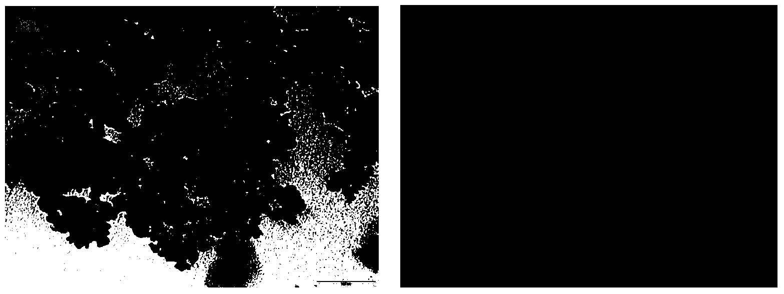 Method for determination of doxorubicin hydrochloride in body fluid based on magnetic nano-adsorbent