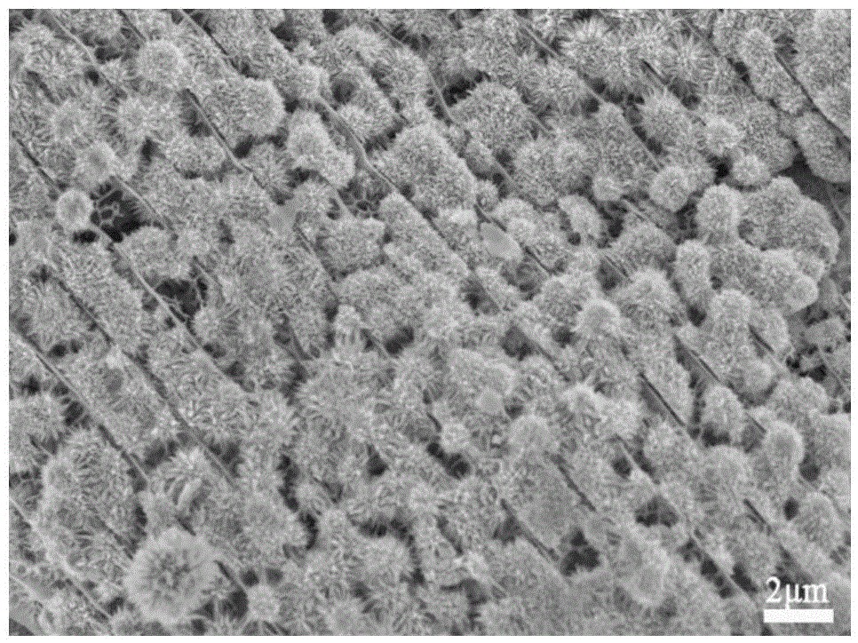 Synthesis method for loading cobaltosic oxide on butterfly wings as biological template and application thereof