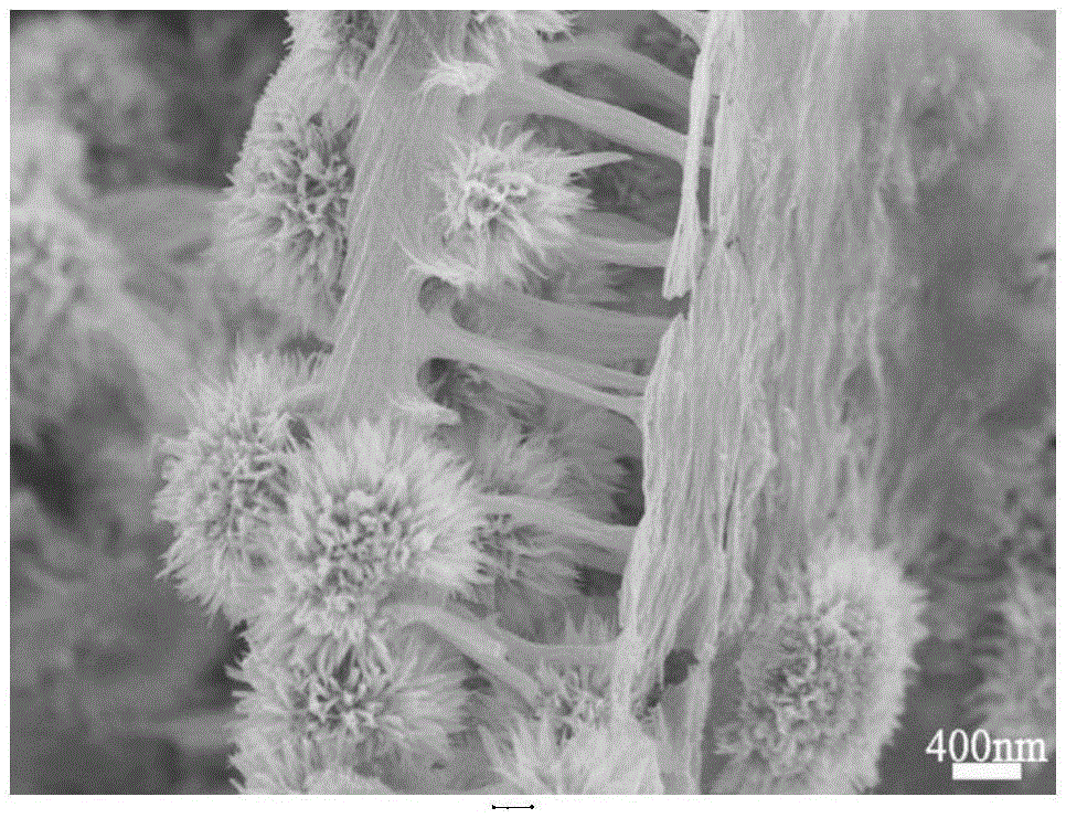 Synthesis method for loading cobaltosic oxide on butterfly wings as biological template and application thereof