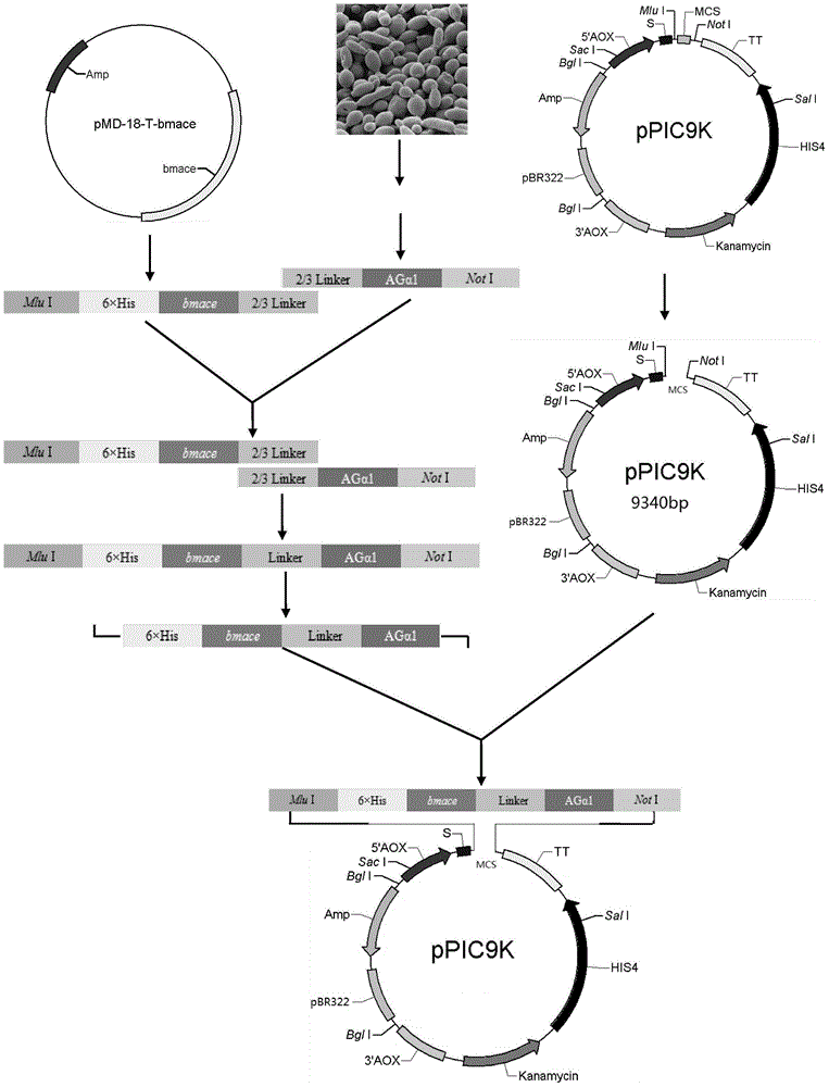 Method for preparing recombinant bombyx mori acetylcholinesterase for detecting pesticide residue