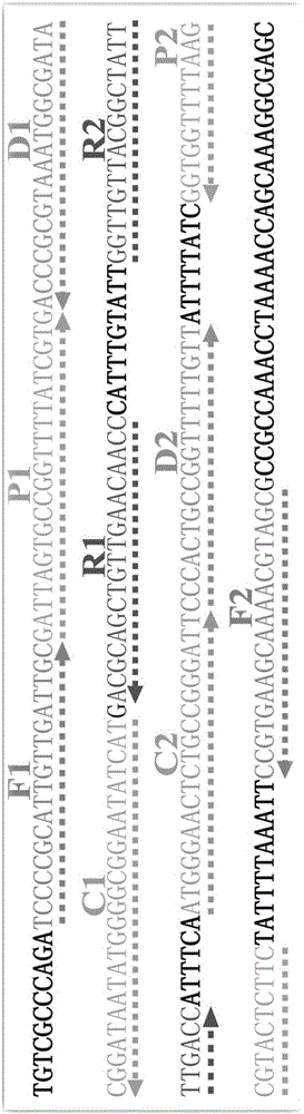 Multi-cross isothermal amplification and nanogold biosensing combined nucleic acid detection technology