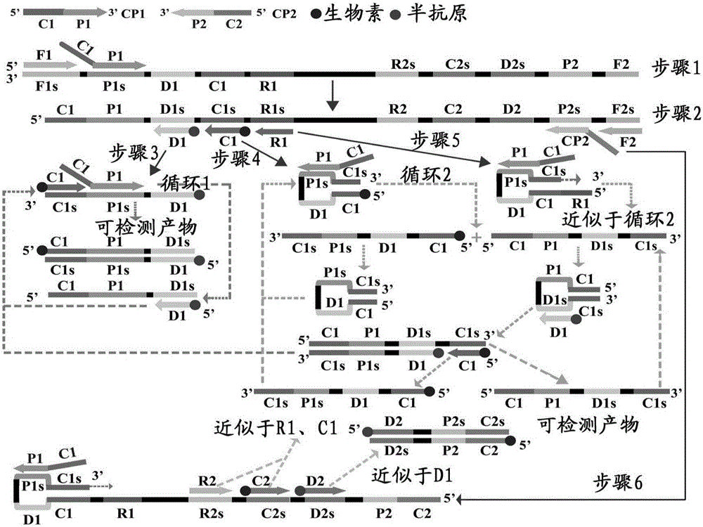 Multi-cross isothermal amplification and nanogold biosensing combined nucleic acid detection technology