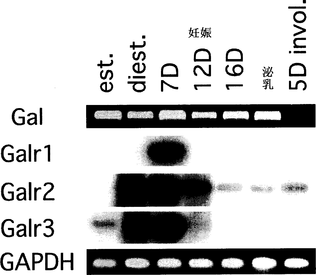 Method for inducing mammary epithelial cell differentiation